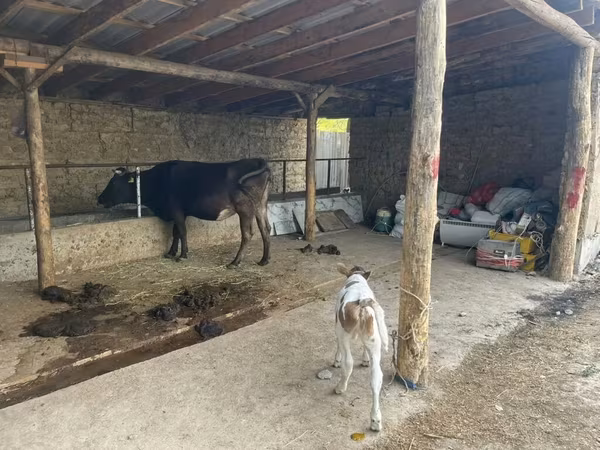 Sigir, Swiss cattle