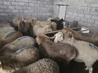 Oaie, Tian-Shan semifinewool sheep — foto 5