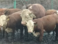 Bulle, Yaroslavl cattle — Foto 6