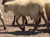 Qoç, Hampshire sheep — foto 2