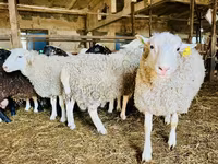 भेड़, Baerchuke sheep — फ़ोटो 2