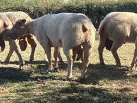 Berbec, Charollais sheep — foto 1