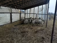 Carneiro, Romanov sheep — foto 1