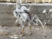 Chickens — 3-rasm