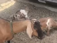 Cabra, Czech Brown Shorthaired goats — foto 3