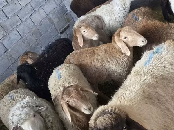 Oaie, Oi