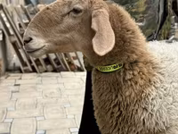 Oveja, Awassi sheep — foto 7