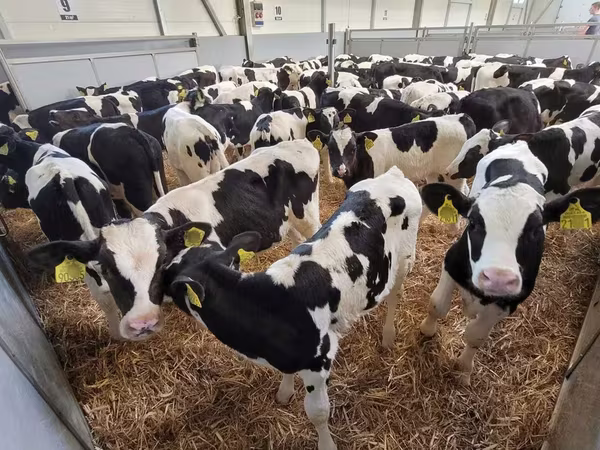 Taureau, Race Holstein