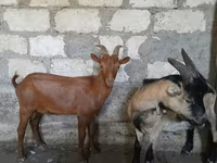 Keçi, Nubian Goat — foto 4