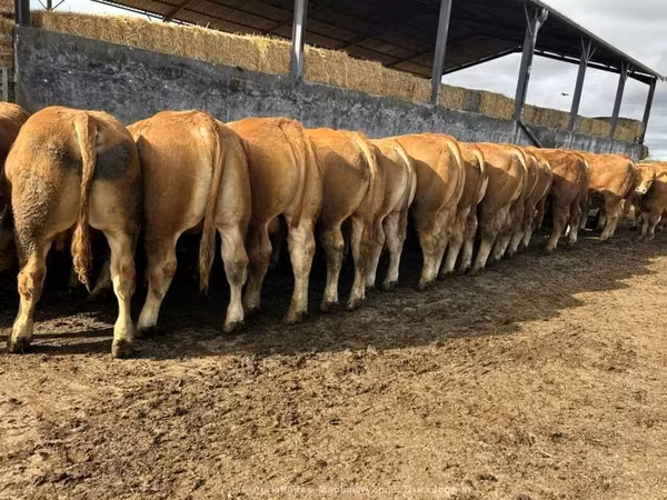 Bou, Vaca Limousine