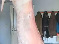 Carne de miel/oaie. — 1-rasm