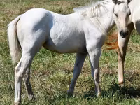 Madyan, Quarter Horse — foto 5