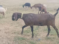 Capră, Nubian Goat — foto 1