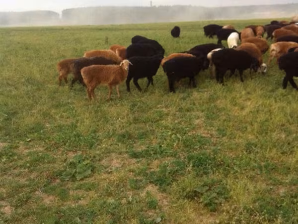 Brebis, Moutons