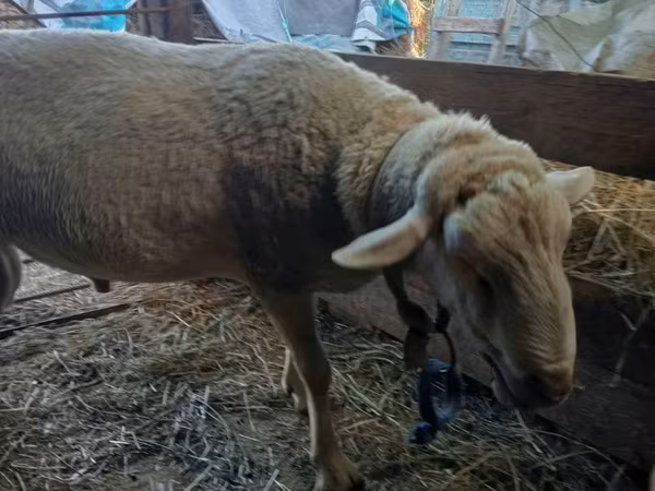 كبش, Lacaune sheep