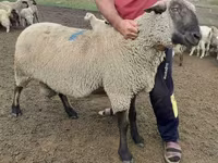 Qoç, Hampshire sheep — foto 3