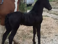 Hengst, Friesian — Foto 2