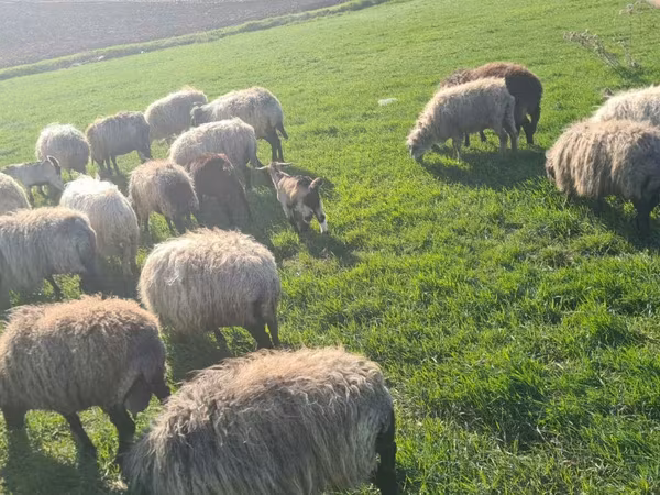 母羊, Sheep — 摩尔多瓦