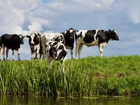 Гранулированный комбикорм для крупного рогатого скота / Nutraț combinat granulat pentru bovine — foto 4