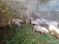 Eber, Schweine — Foto 4