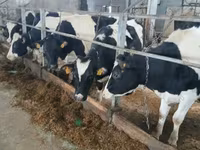 İnək, Russian Black pied cattle — foto 4