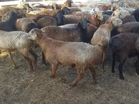 Bélier, Edilbay sheep — photo 2