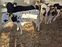Touro, Vaca Limousine — foto 1
