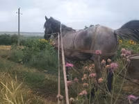 Madyan, Atlar — foto 3