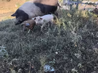 خنزير ذكر, الخنازير — الصورة 5