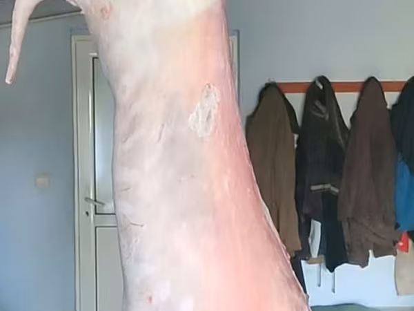 Carne de miel/oaie.