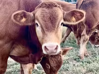 Taureau, Vache limousine — photo 3