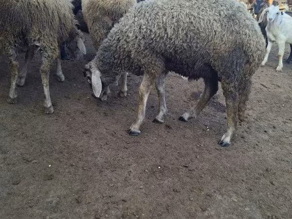 Berbec, Baerchuke sheep