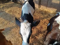 Bulle, Holstein-Rasse — Foto 4