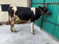 Vacă, Rasa Holstein — foto 4