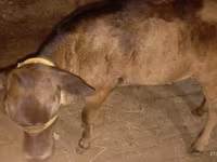 Sigir, Ukrainian Brown Dairy Cattle — 5-rasm