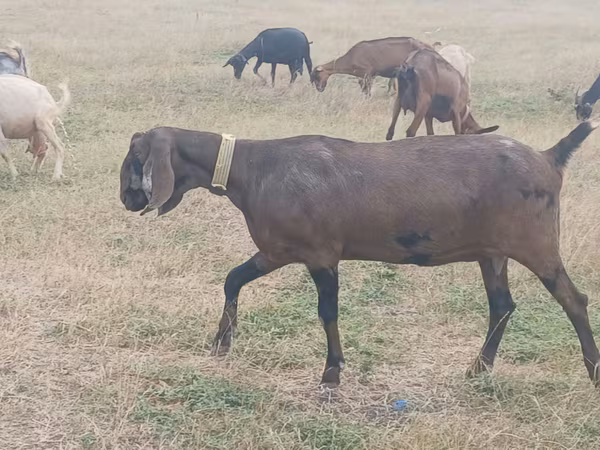 Capră, Nubian Goat