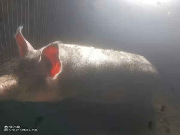Vier, Porci — Republica Moldova
