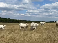 Vacă, Charolais cattle — foto 3