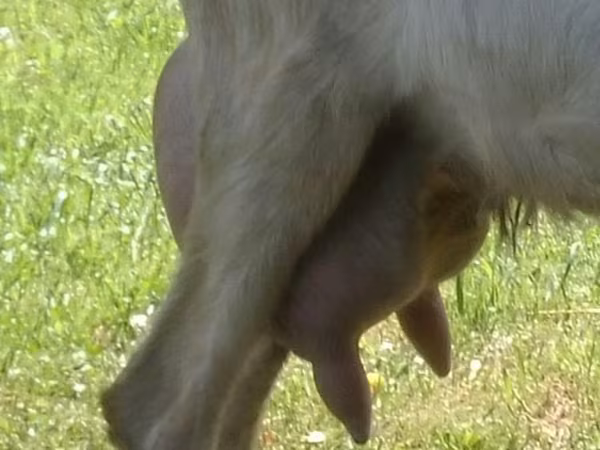 Ziegenbock, Ziegen
