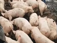 Porca, Porcos — foto 6