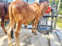 सांड, मवेशी — फ़ोटो 2