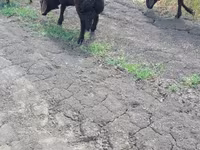 Berbec, Baerchuke sheep — foto 2
