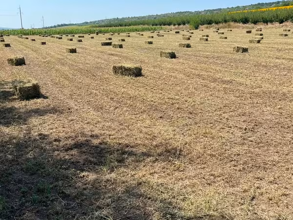 Lucernă roada 2026
