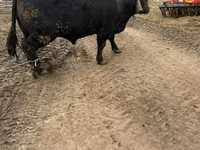 Touro, Aberdeen-Angus — foto 3