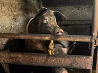 母猪, Pigs — 照片 1