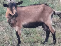 Cabra, Cabras — foto 1