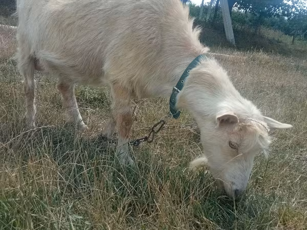 Cabra, Cabras — Moldavia