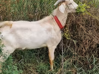 عنزة, الماعز — الصورة 5
