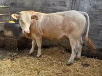 Bou, Blonde d’Aquitane cattle — foto 2