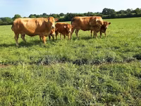 Kuh, Limousin-Kuh — Foto 8